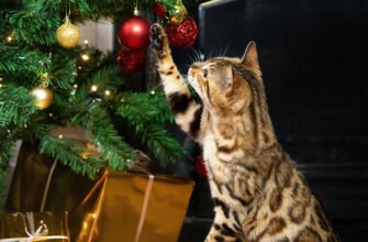 Коти і ялинки: як зробити Новий рік безпечним для улюбленця?