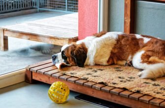 Як вибрати готель для собак?