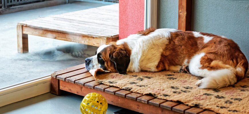 Як вибрати готель для собак?