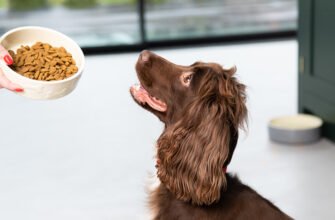 Харчування собак для збалансованого раціону