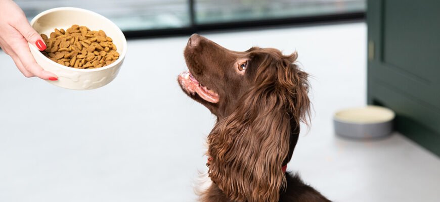 Харчування собак для збалансованого раціону