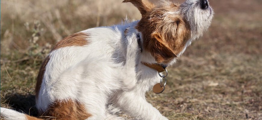 Блохи у собаки: як позбутися та вивести в домашніх умовах