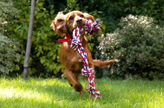 Як зробити будинок і сад абсолютно безпечними для собаки