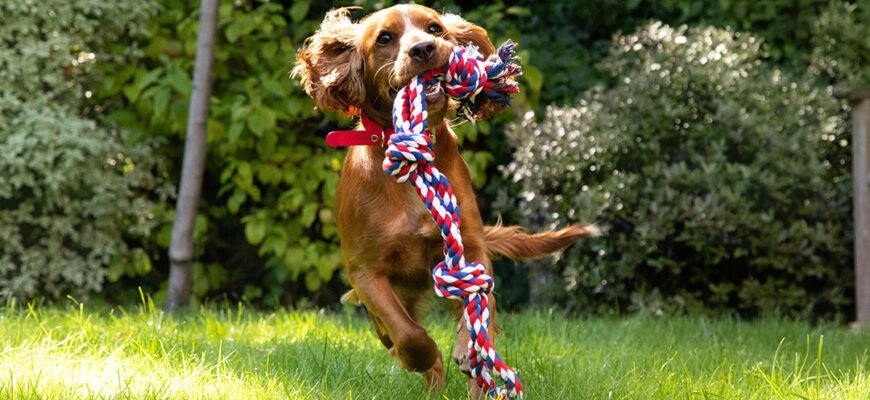 Як зробити будинок і сад абсолютно безпечними для собаки
