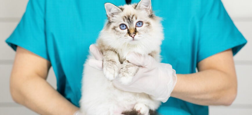 Перша допомога кішці