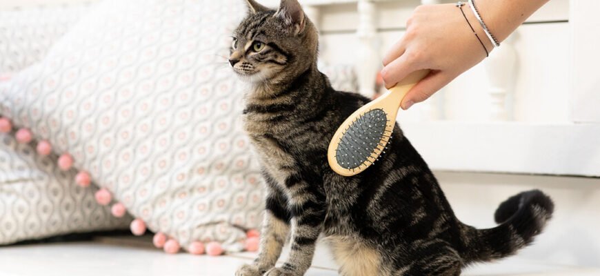 Грумінг для кошенят