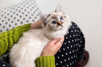 Кошеня в домі: повний гід з підготовки, безпеки та адаптації