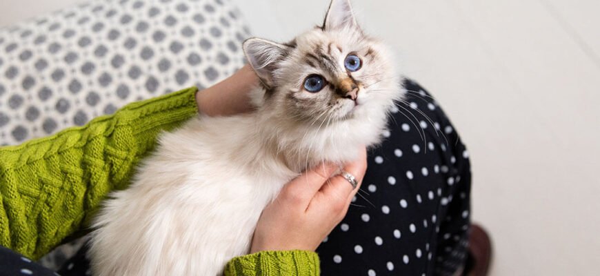 Кошеня в домі: повний гід з підготовки, безпеки та адаптації