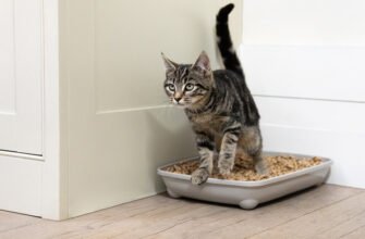Як привчити кота до лотка: основні правила