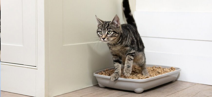 Як привчити кота до лотка: основні правила