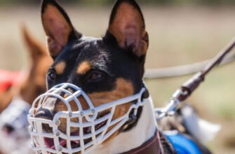 Намордники для собаки