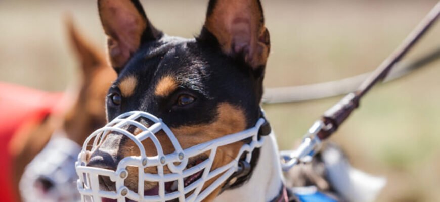 Намордники для собаки