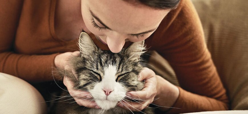 Гіпоалергенні коти: розвінчуємо міфи