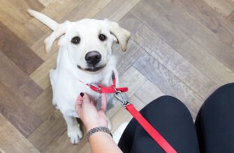 Стерилізація собаки – відповіді на питання