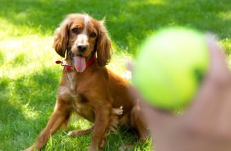 Ігри з собаками різних порід