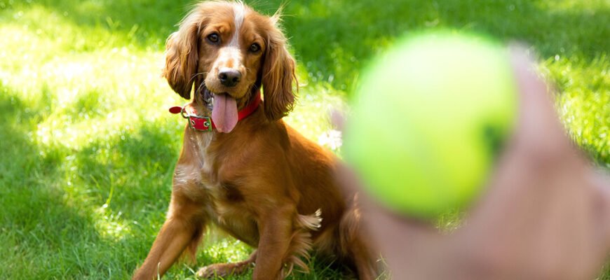 Ігри з собаками різних порід
