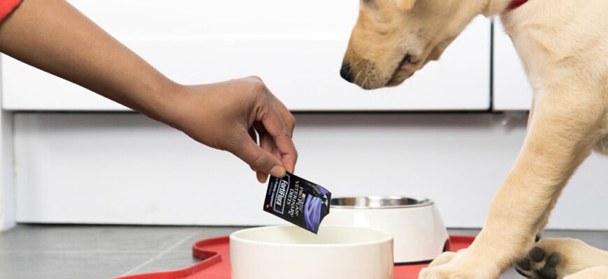 Пробіотики для собак: що це таке і коли їх використовувати?