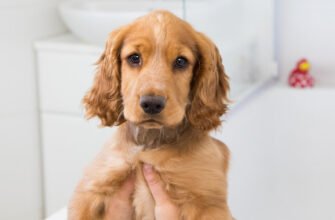 Як купати цуценя