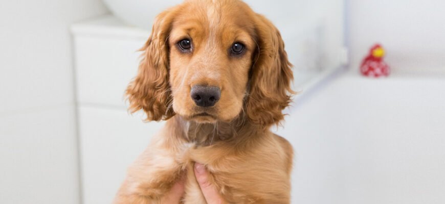 Як купати цуценя