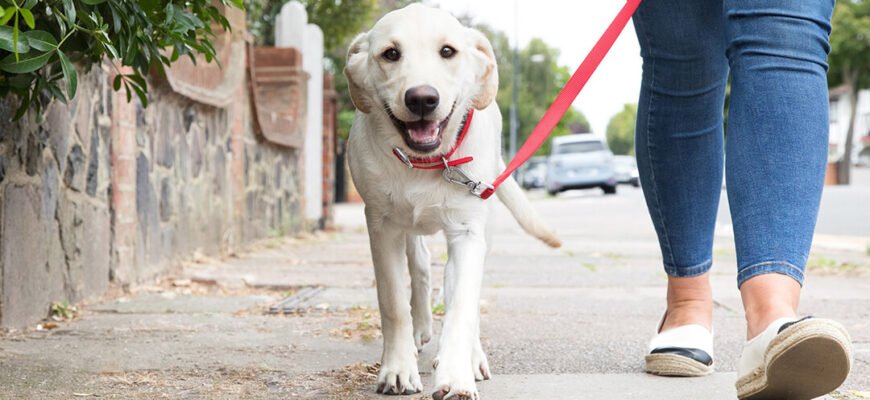 Собака на повідку: як привчити цуценя до повідка?