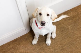 Тривога від розлуки в цуценят