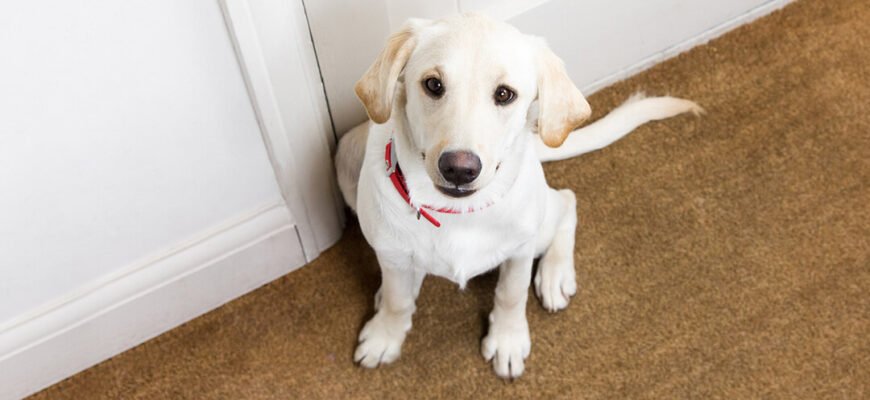 Тривога від розлуки в цуценят