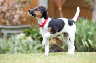 Як привчити цуценя до туалету