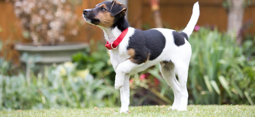 Як привчити цуценя до туалету