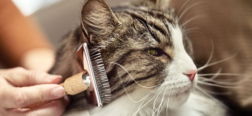 Правда про алергени котів