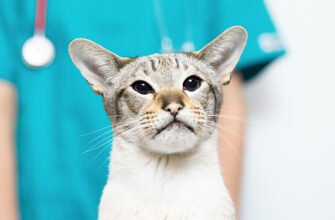 Захворювання сечовивідної системи кота: симптоми, причини та лікування