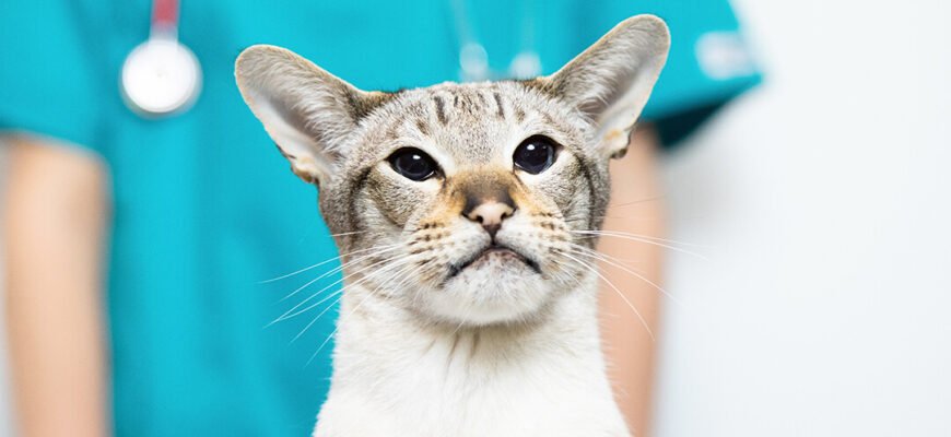 Захворювання сечовивідної системи кота: симптоми, причини та лікування