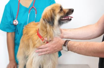 Чи важливий регулярний огляд у ветеринара для собаки?