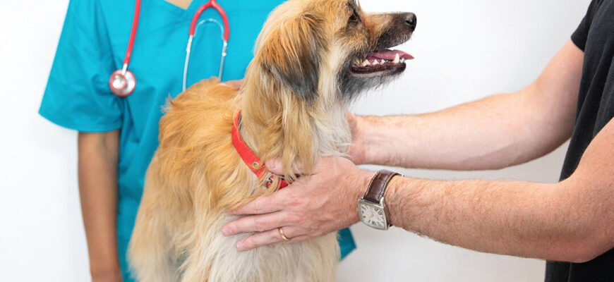 Чи важливий регулярний огляд у ветеринара для собаки?