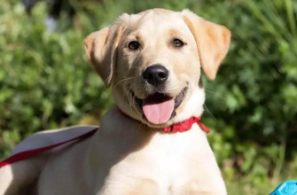 Правила вигулу собак