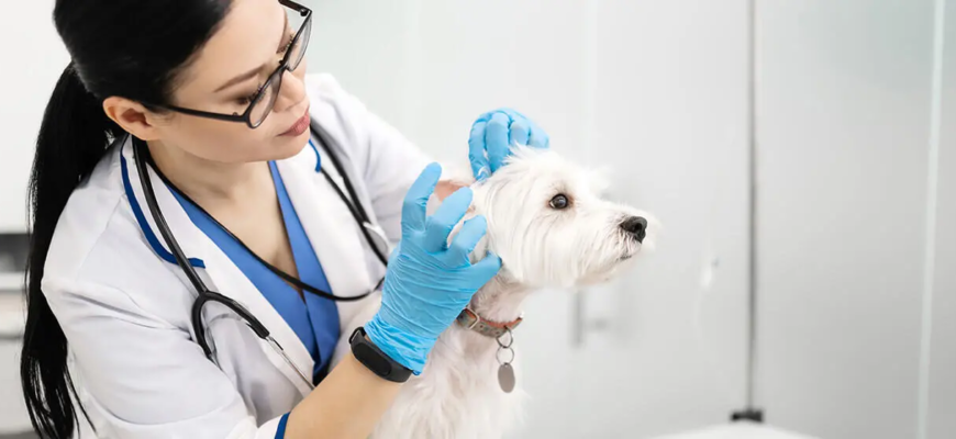 Вушний кліщ у собак (отодектоз): симптоми, лікування