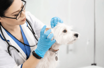 Отит у собак