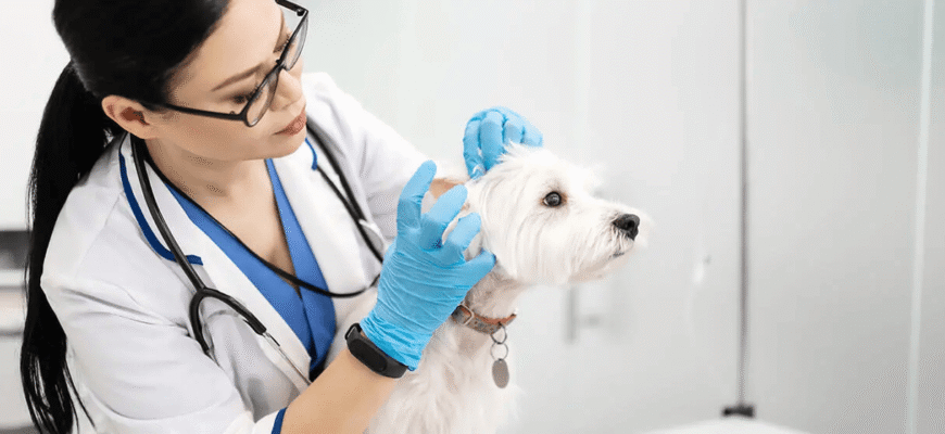 Отит у собак