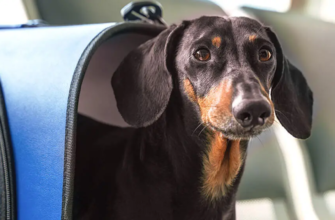 Як підготувати собаку до перельоту літаком?