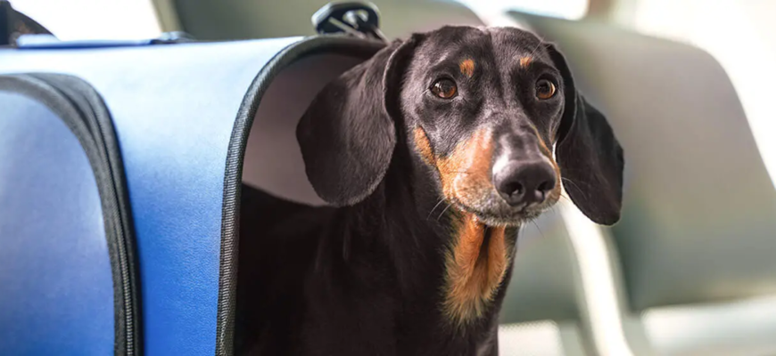 Як підготувати собаку до перельоту літаком?