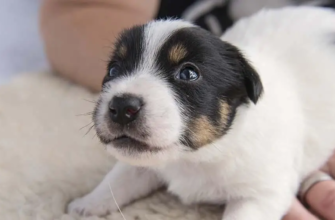 Коли цуценята відкривають очі?