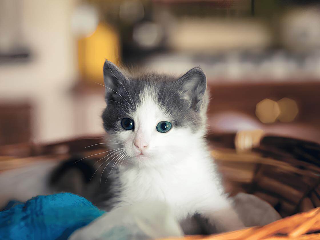 Кошеня виглядає з лежанки