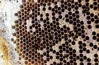 Аскосфероз бджіл: симптоми, профілактика та методи лікування захворювання