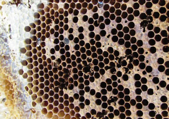 Аскосфероз бджіл: симптоми, профілактика та методи лікування захворювання