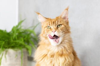 Неприємний запах від кота