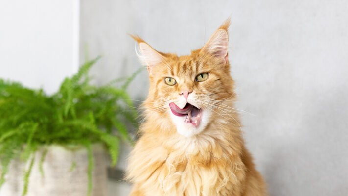 Неприємний запах від кота