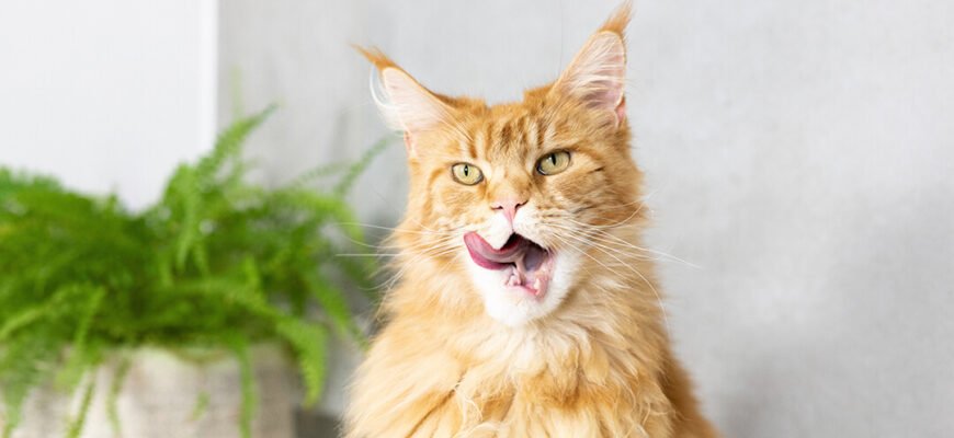 Неприємний запах від кота