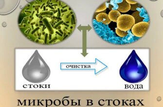 Роль анаеробних бактерій: ключові факти та вплив на здоров’я