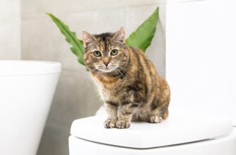 Купання котів: усе, що потрібно знати