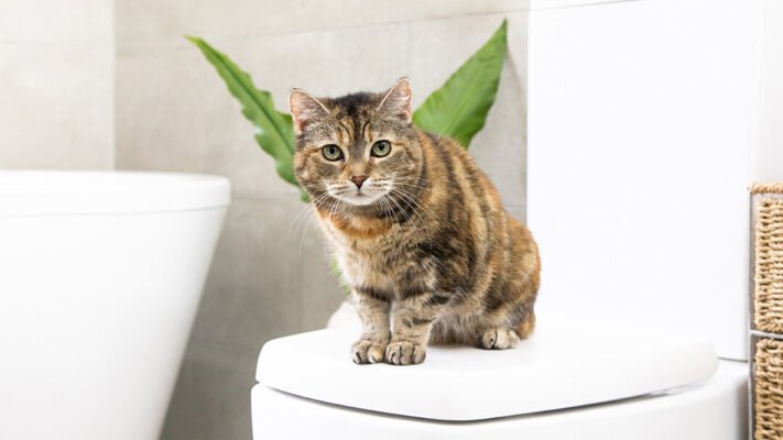 Купання котів: усе, що потрібно знати