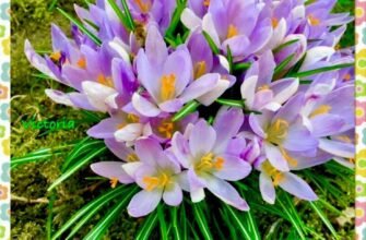 Бажаю доброго ранку кохана. Нехай день почнеться бадьоро